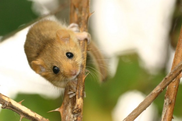 RWE und die kleine Haselmaus